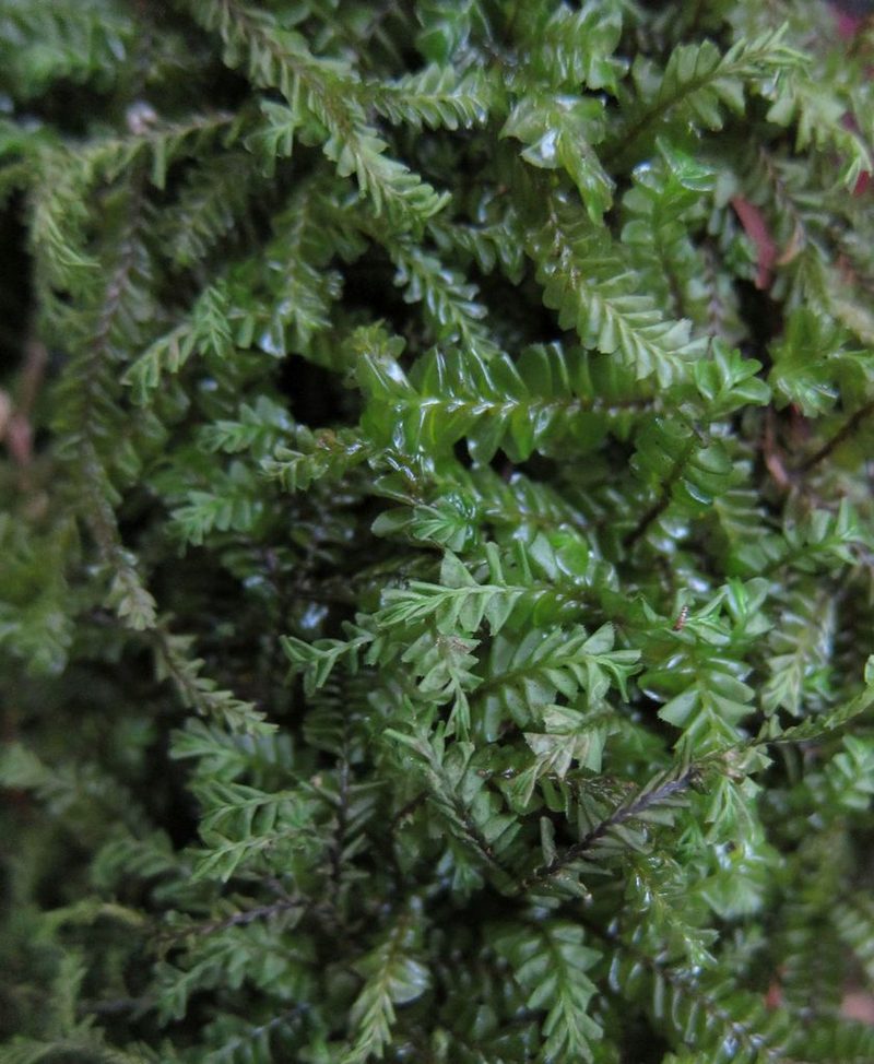 Plagiochila deltoidea, photographed by John Steel