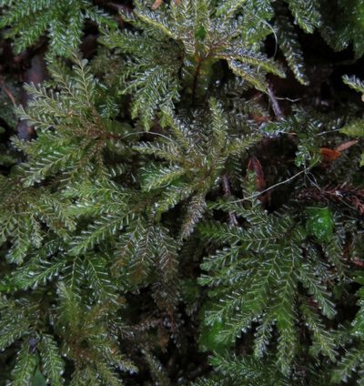 Plagiochila gigantea, photographed by John Steel