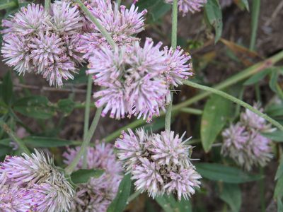 Gomphrena pulchella, photographed by Leonel Roget