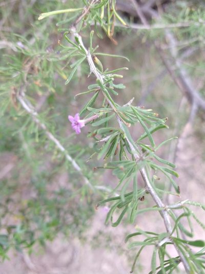 Lycium elongatum, photographed by Leonel Roget