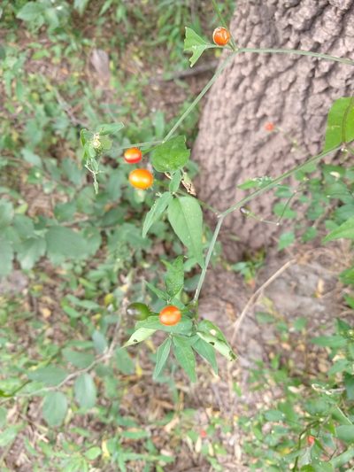 Capsicum chacoense, photographed by Leonel Roget
