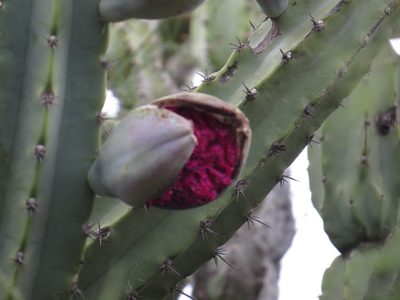 Cereus forbesii, photographed by Leonel Roget