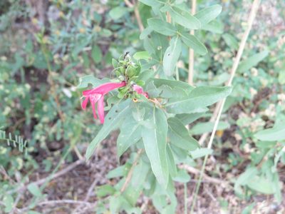 Justicia xylosteoides, photographed by Leonel Roget