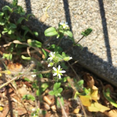 Cerastium pumilum, photographed by Kai Löhr