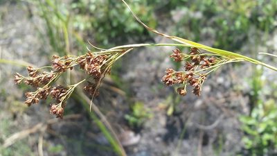 Rhynchospora microcarpa, photographed by Jay Horn