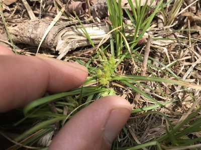 Carex tonsa, photographed by Summit Metro Parks