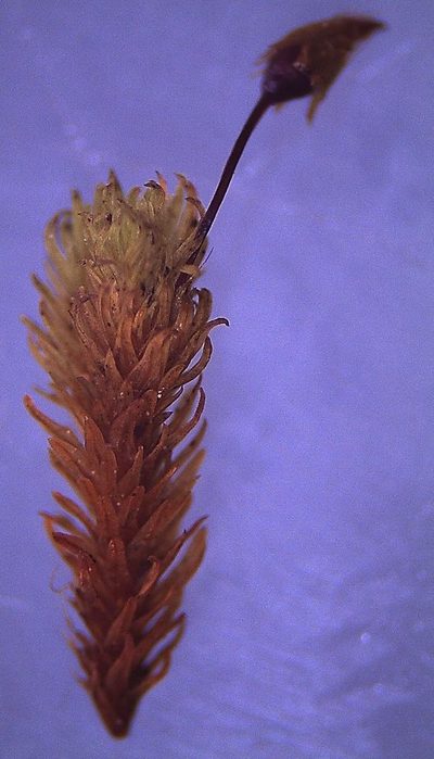 Macromitrium prorepens, photographed by John Steel