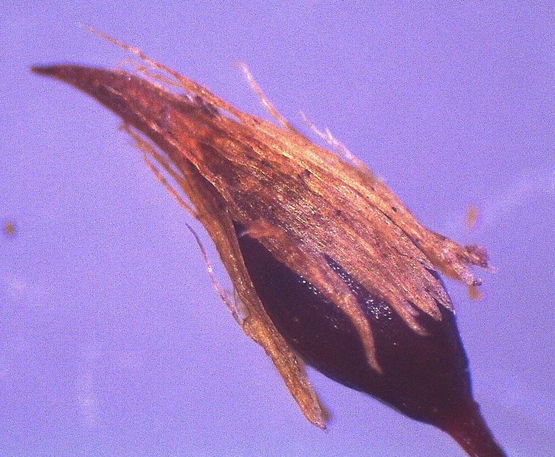 Macromitrium prorepens, photographed by John Steel