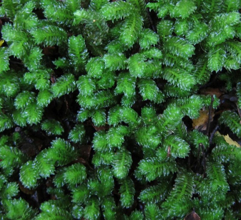 Schistochila pluriciliata, photographed by John Steel
