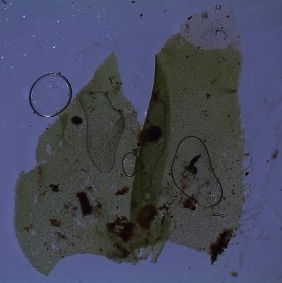 Schistochila pluriciliata, photographed by John Steel