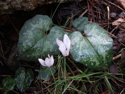 Cyclamen balearicum, photographed by Daniel Cahen