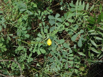 Hippocrepis balearica, photographed by Daniel Cahen