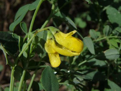 Hippocrepis balearica, photographed by Daniel Cahen