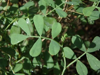 Hippocrepis balearica, photographed by Daniel Cahen