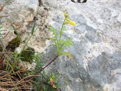 Succowia balearica, photographed by Daniel Cahen