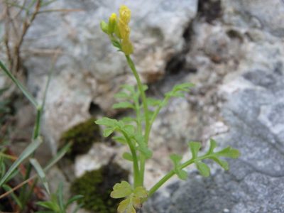 Succowia balearica, photographed by Daniel Cahen