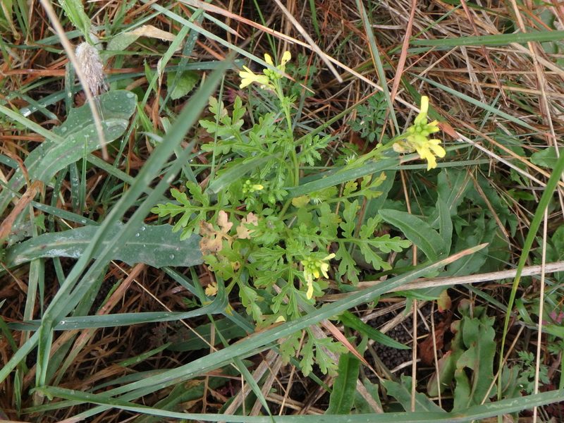 Succowia balearica, photographed by Daniel Cahen