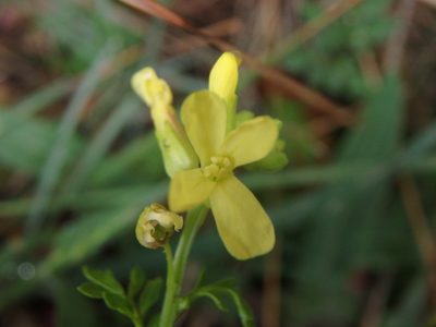 Succowia balearica, photographed by Daniel Cahen