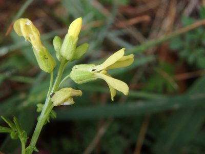 Succowia balearica, photographed by Daniel Cahen
