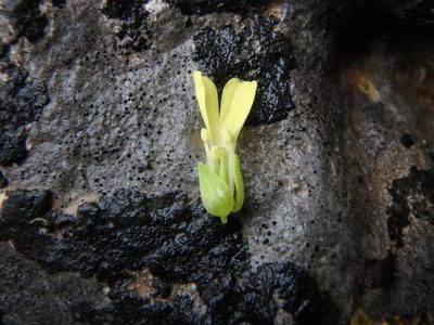 Succowia balearica, photographed by Daniel Cahen