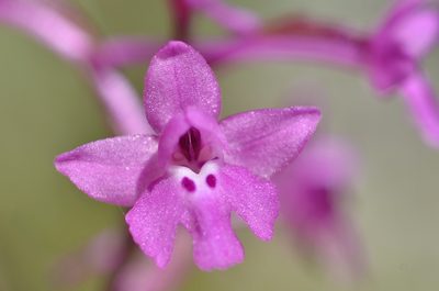 Orchis quadripunctata, photographed by Gilles San Martin