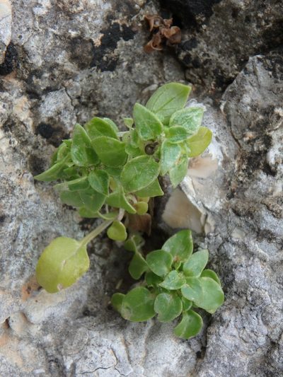 Theligonum cynocrambe, photographed by Daniel Cahen