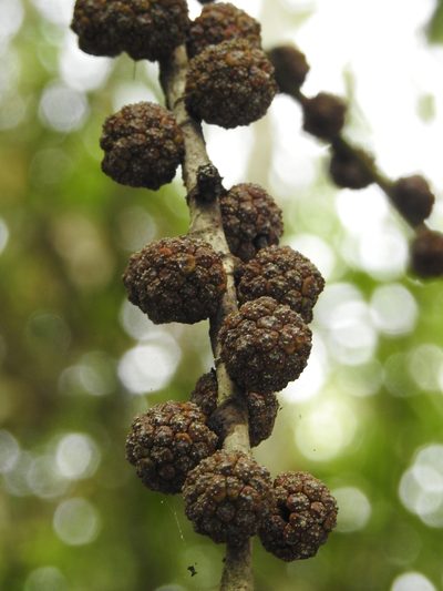 Ficus minahassae, photographed by Pauline Carmel Joy Eje