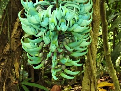 Strongylodon macrobotrys, photographed by Pauline Carmel Joy Eje
