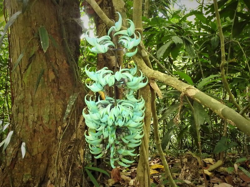 Strongylodon macrobotrys, photographed by Pauline Carmel Joy Eje