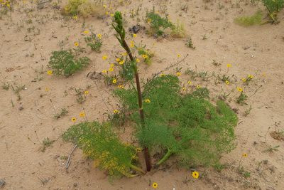 Ferula sinaica, photographed by Kristof Zyskowski
