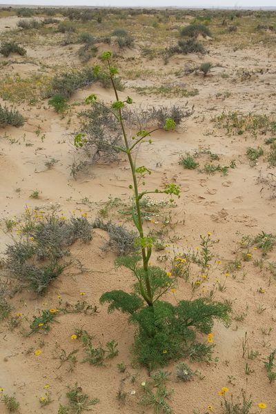 Ferula sinaica, photographed by Kristof Zyskowski