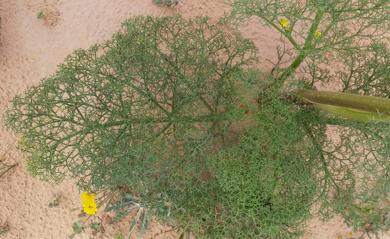 Ferula sinaica, photographed by Kristof Zyskowski