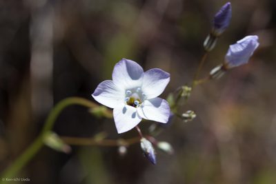 Gilia latiflora, photographed by Ken-ichi Ueda