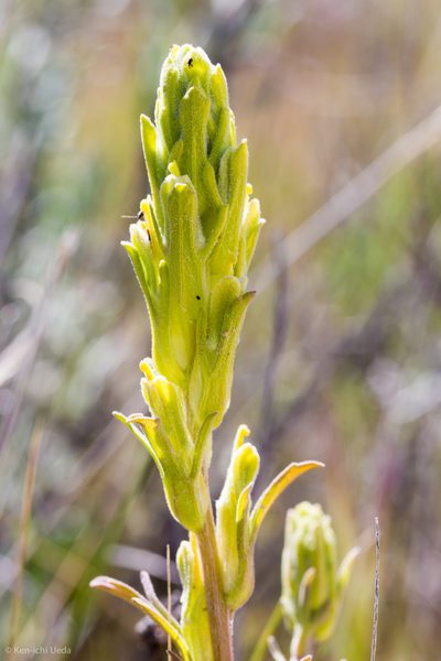 Castilleja plagiotoma, photographed by Ken-ichi Ueda