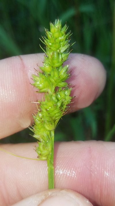 Carex austrina, photographed by Eric Keith