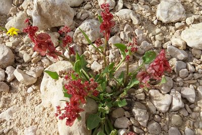 Rumex cyprius, photographed by Kristof Zyskowski