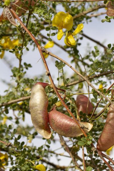 Colutea istria, photographed by Kristof Zyskowski