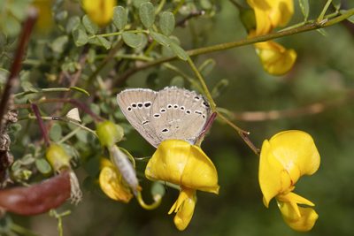 Colutea istria, photographed by Kristof Zyskowski