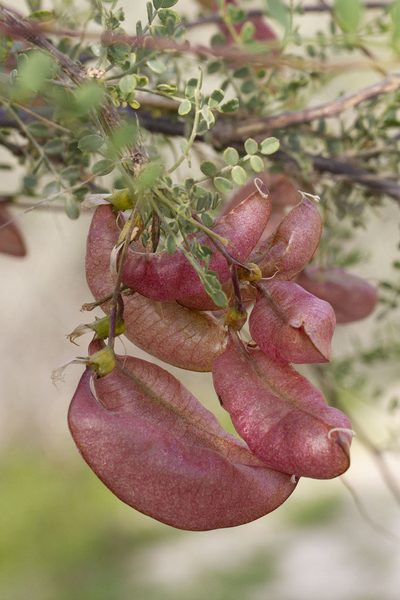 Colutea istria, photographed by Kristof Zyskowski