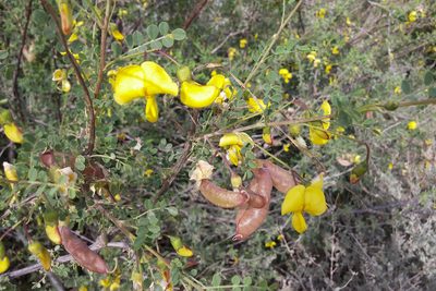 Colutea istria, photographed by Kristof Zyskowski