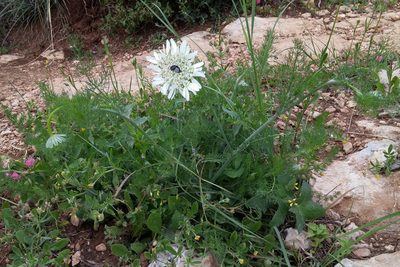 Artedia squamata, photographed by Kristof Zyskowski