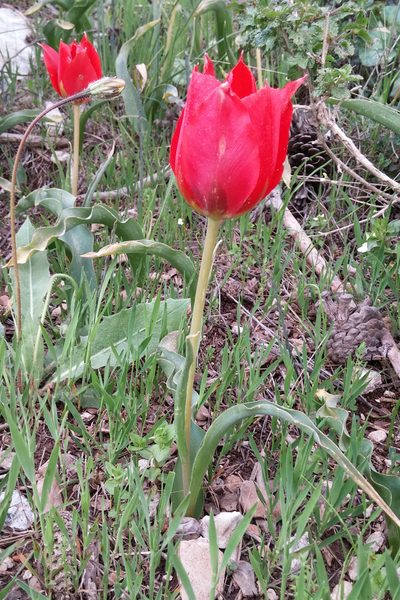Tulipa agenensis, photographed by Kristof Zyskowski