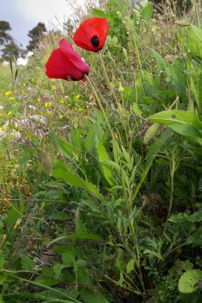 Papaver umbonatum, photographed by Kristof Zyskowski