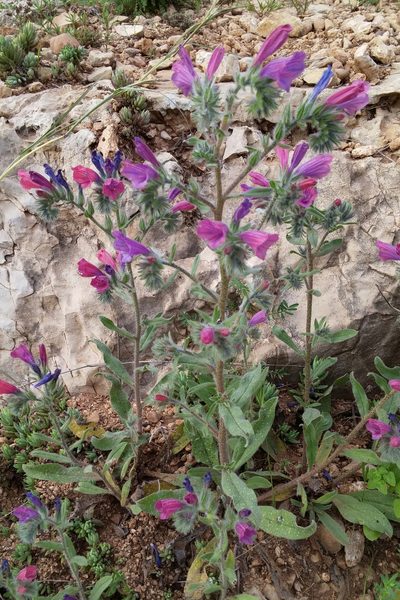 Echium judaeum, photographed by Kristof Zyskowski