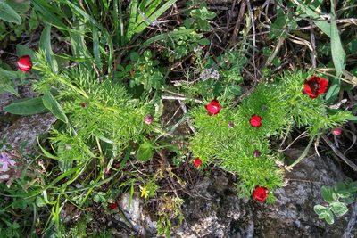 Adonis microcarpa, photographed by Kristof Zyskowski