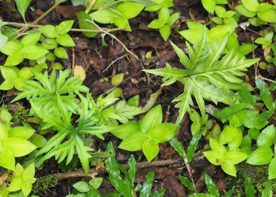 Doryopteris pedata, photographed by John G. Phillips