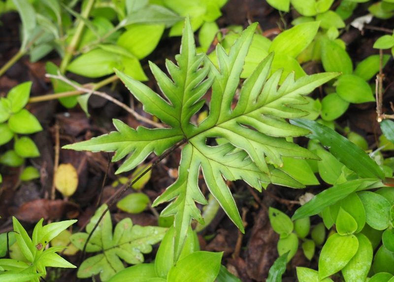 Doryopteris pedata, photographed by John G. Phillips