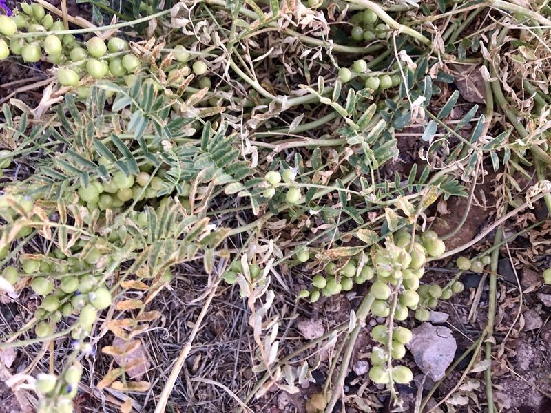 Astragalus thurberi, photographed by CK2AZ