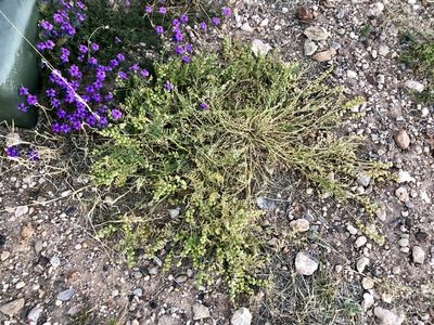 Astragalus thurberi, photographed by CK2AZ