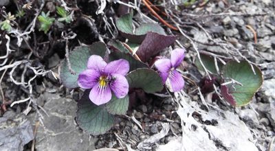 Viola flettii, photographed by John Brew